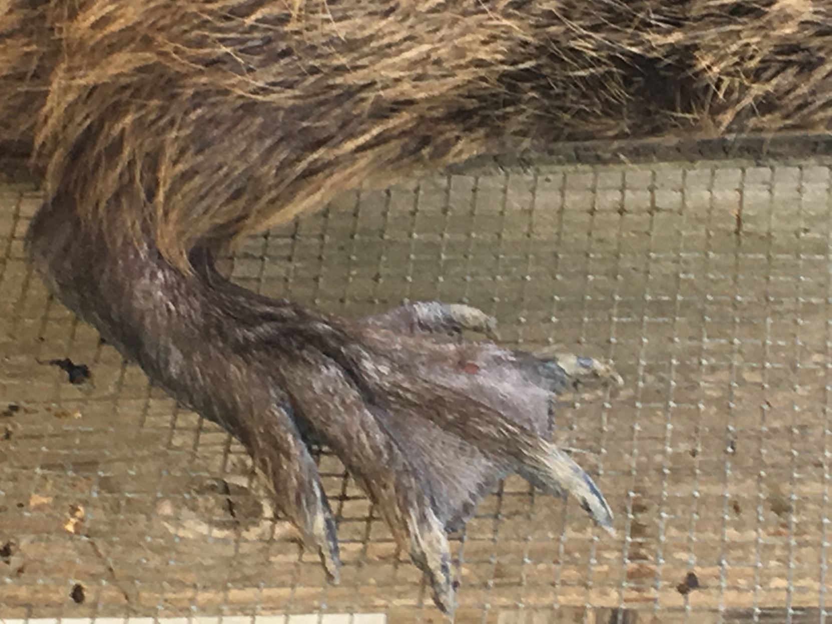 Nutria Operations Tour